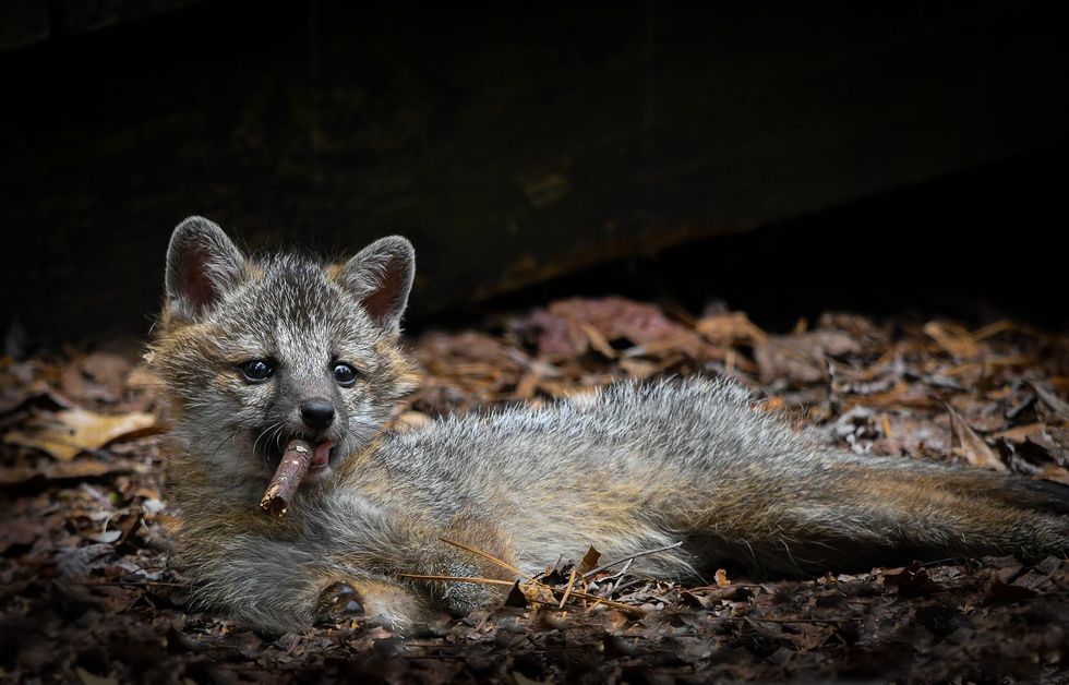 comedy wildlife photography awards, funny pet photos, nature photography