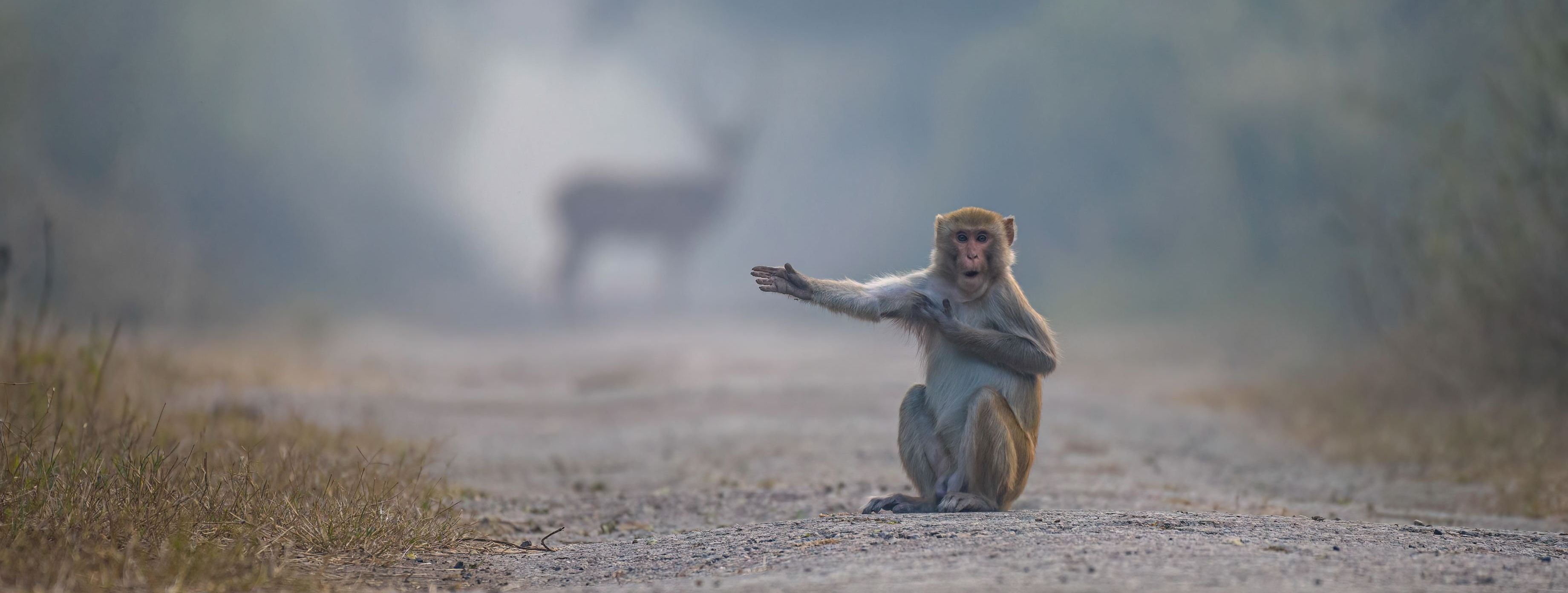 comedy wildlife photography awards, funny pet photos, nature photography