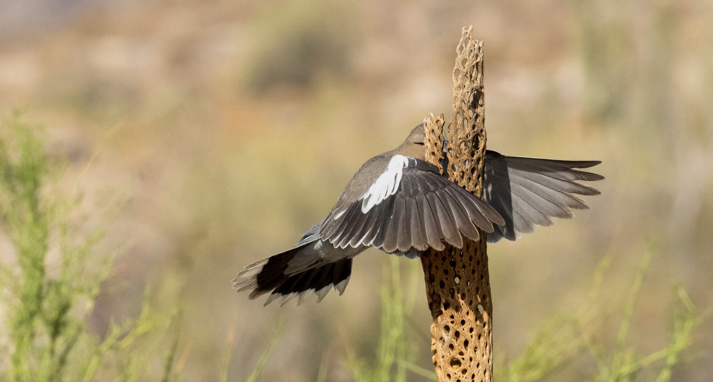 comedy wildlife photography awards, funny pet photos, nature photography