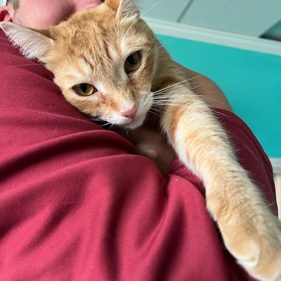 orange cat hugs human