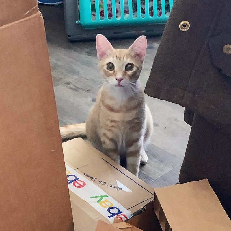 orange kitten big eyes