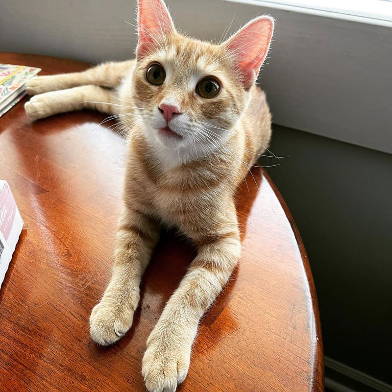 orange cat kitten table