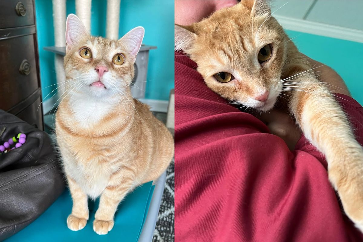 Cat Curls Up Between a Couple After 848 Days Wishing for a Home from the Time He was Just a Kitten