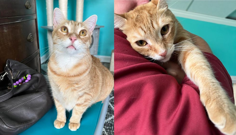 Cat Curls Up Between a Couple After 848 Days Wishing for a Home from the Time He was Just a Kitten