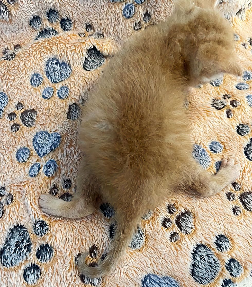 patas de gatito jengibre