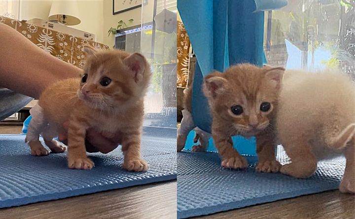 kitten learns walk