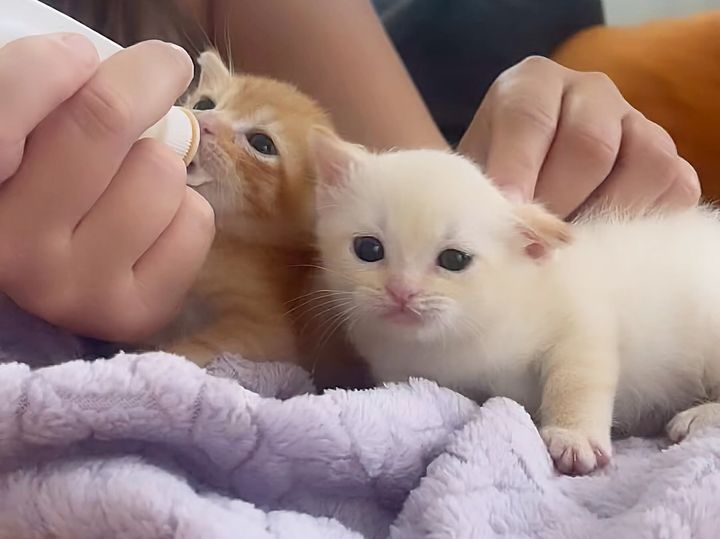 kittens bottle best friends