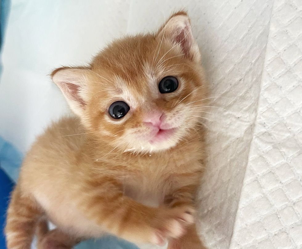 cute orange tabby kitten