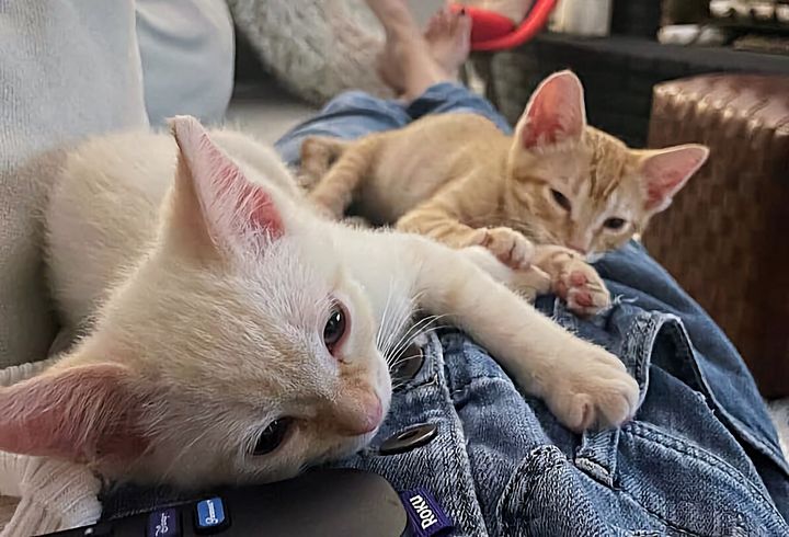 snuggly kittens lap cats