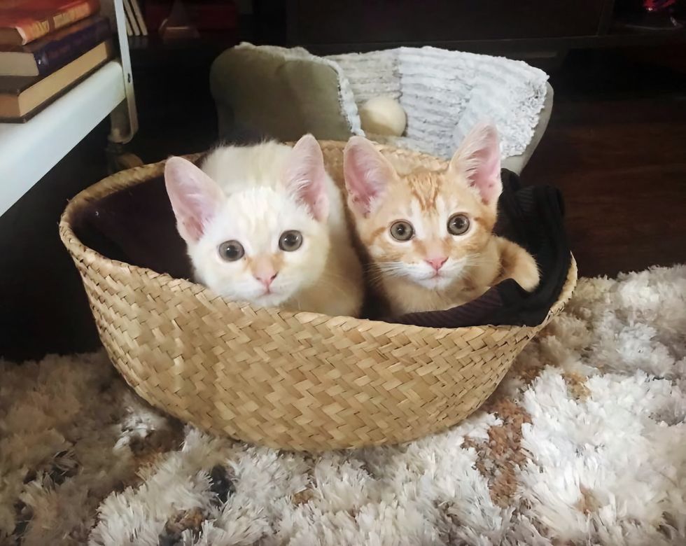 sweet kittens basket buddies