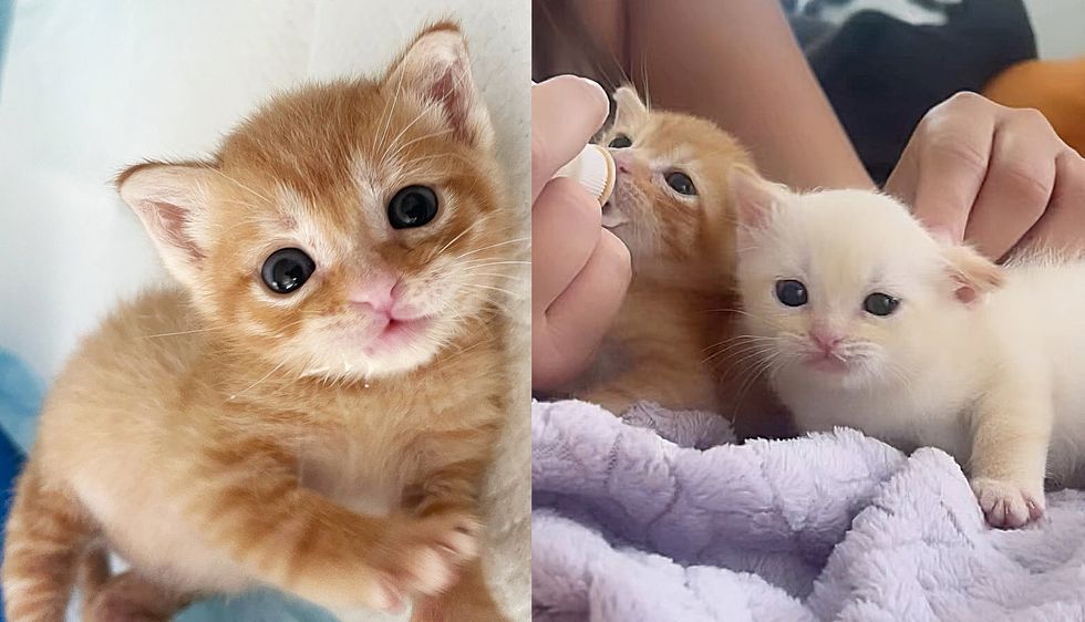 Kittens Left in a Box Behind a House‚ One Wouldn't Go Far Without the Other‚ Now Both Cats' Wishes Come True