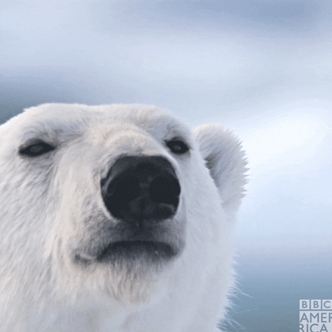 Polar Bear GIF by BBC America