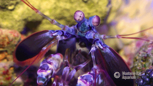 Mantis Shrimp GIF by Monterey Bay Aquarium