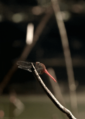 dragonfly GIF