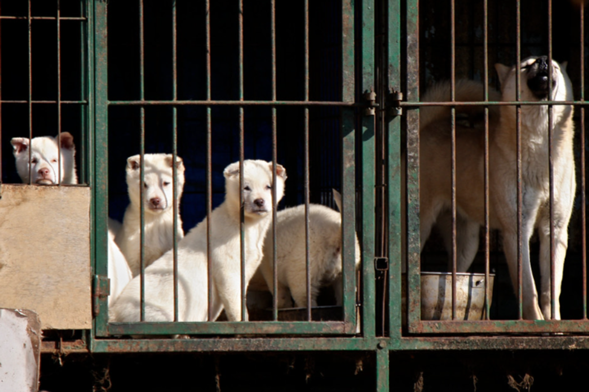 korea dog meat, dog meat ban, south korea