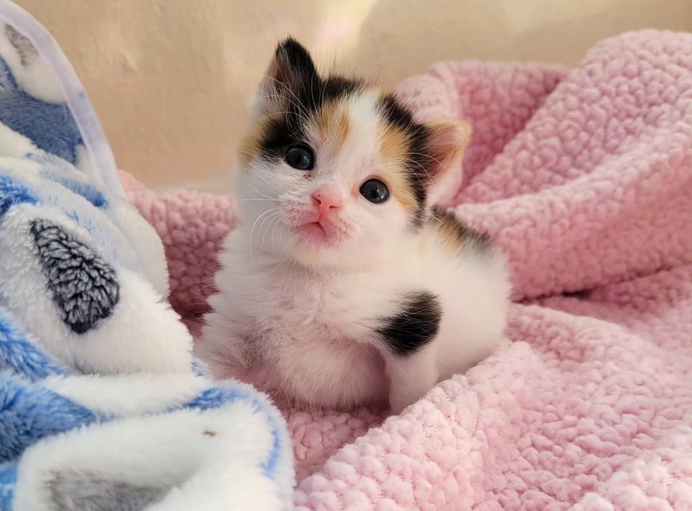 tiny calico kitten