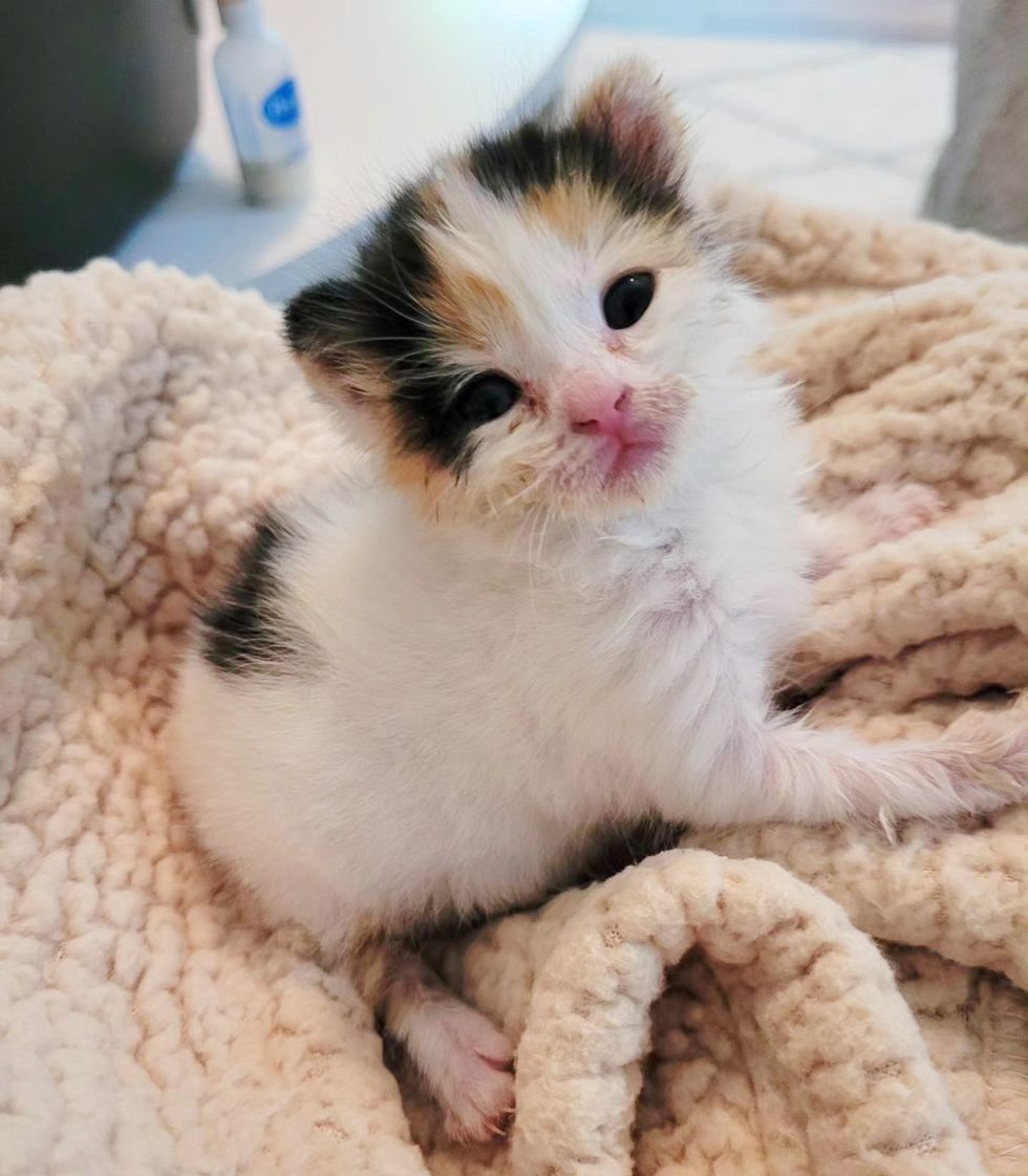 tiny fluffy calico kitten