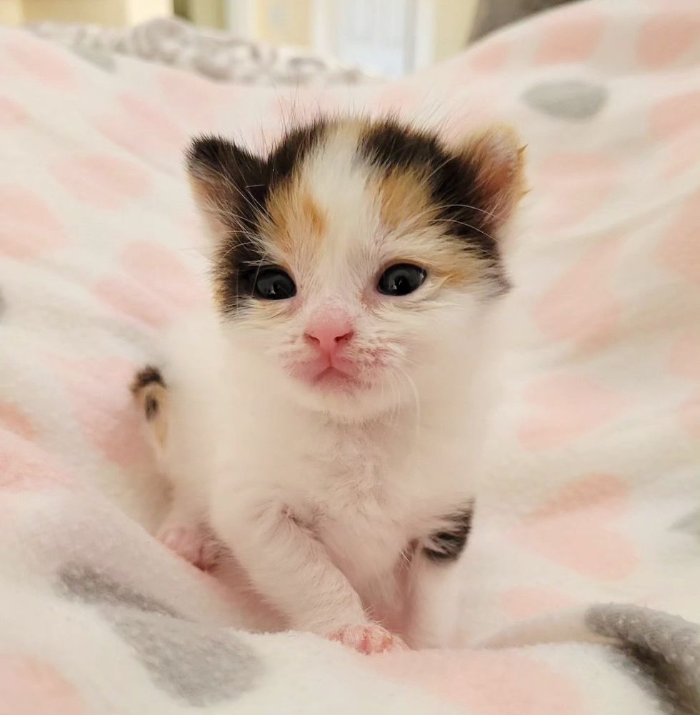 sweet calico kitten fluffy