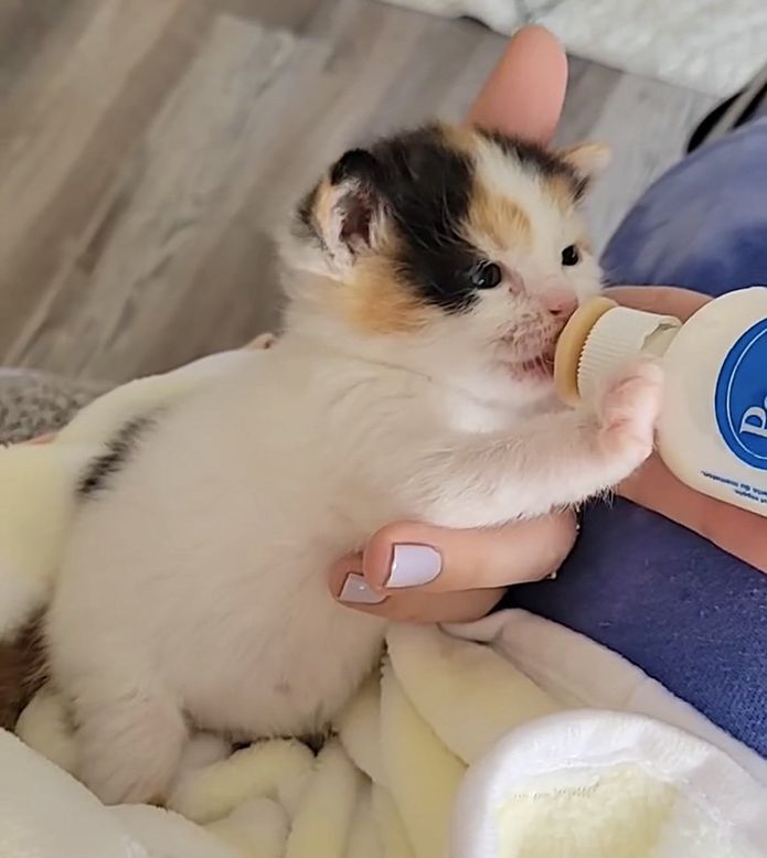 sweet calico kitten bottle