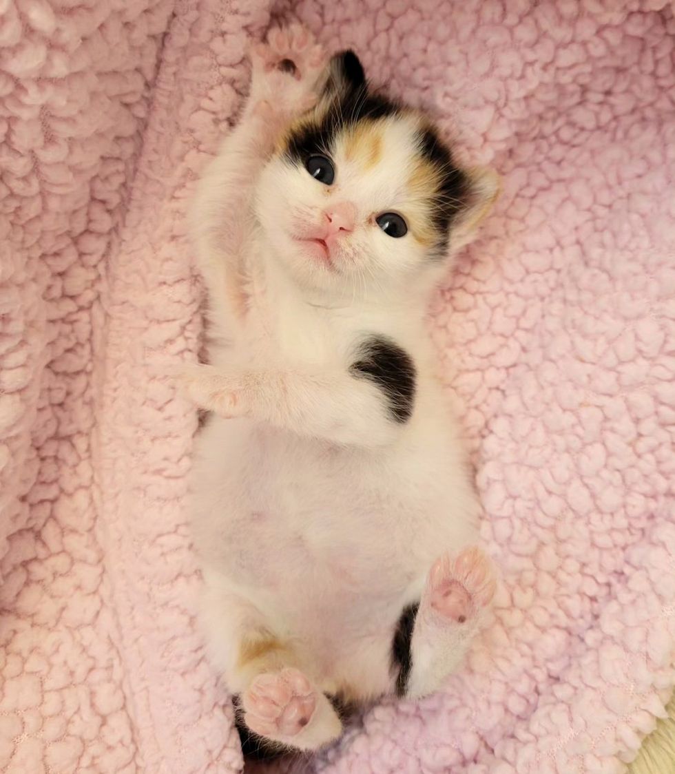 sweet calico kitten belly