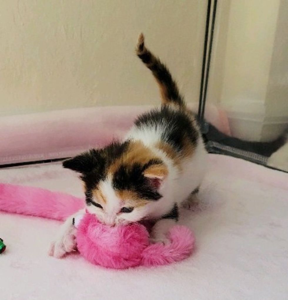 playful calico kitten toy