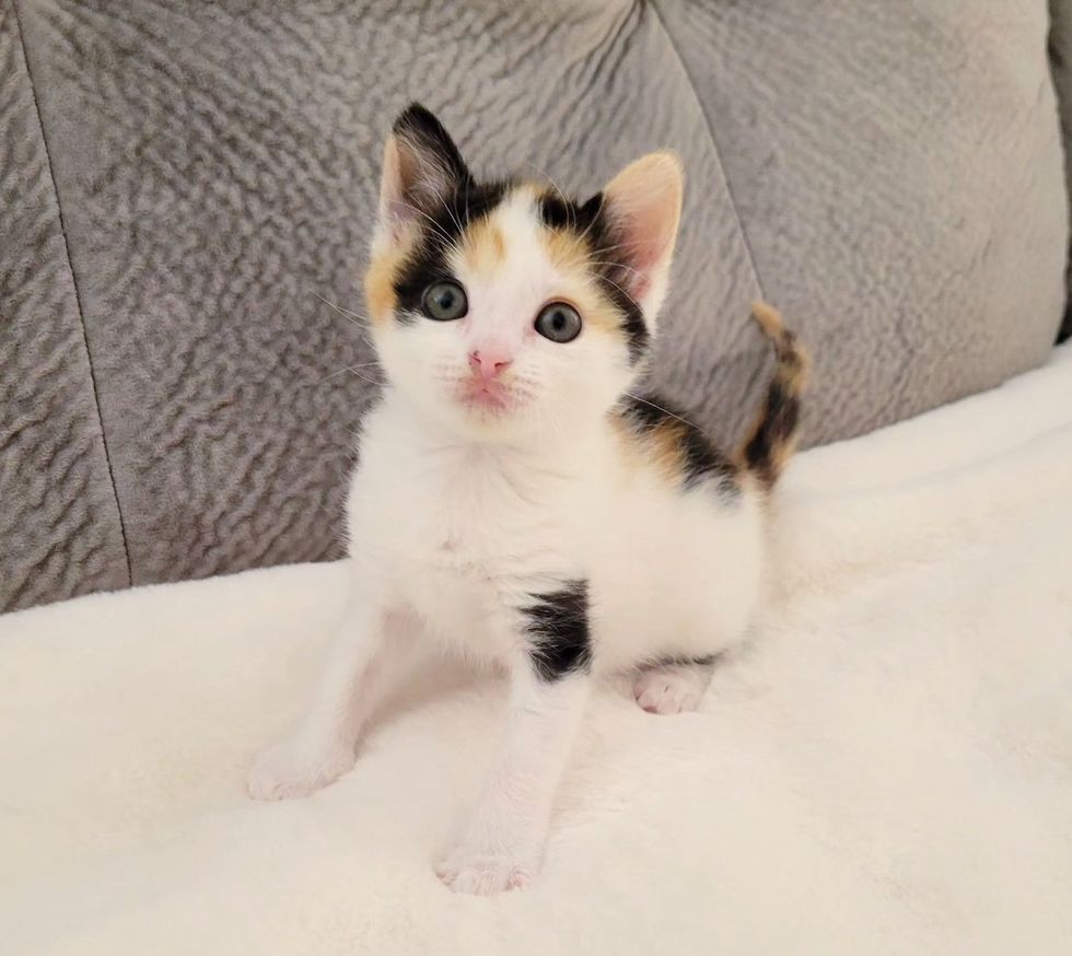 calico kitten sweet