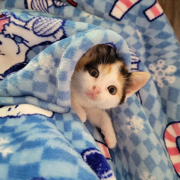 calico kitten blanket