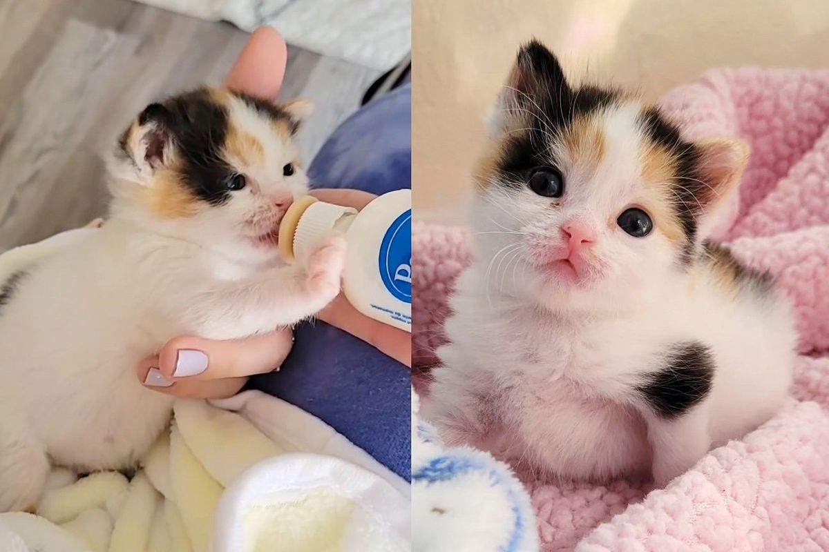 Kitten Found Discarded Outside, Rebounds Through Kindness and Blooms into Beautiful Charming Young Cat