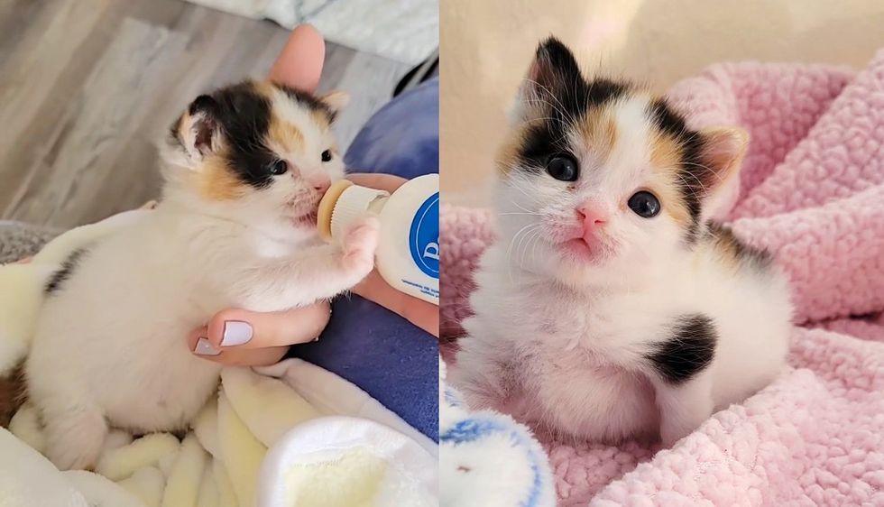 Kitten Found Discarded Outside‚ Immediately Takes to Her Bottle as Kind People Extend Their Help