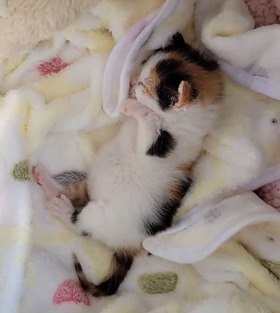 sleeping calico kitten