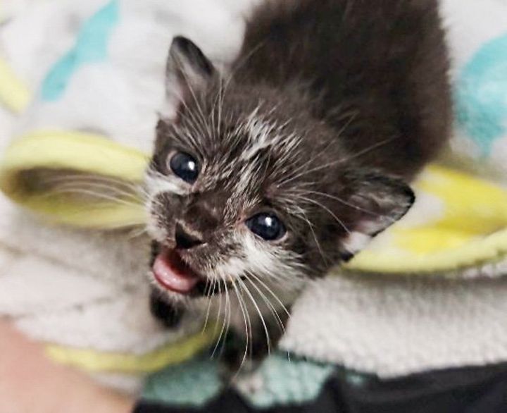 cute tuxedo kitten