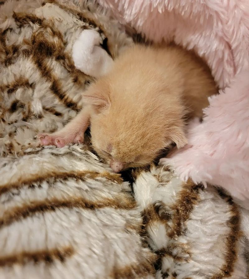 sleeping ginger cream kitten