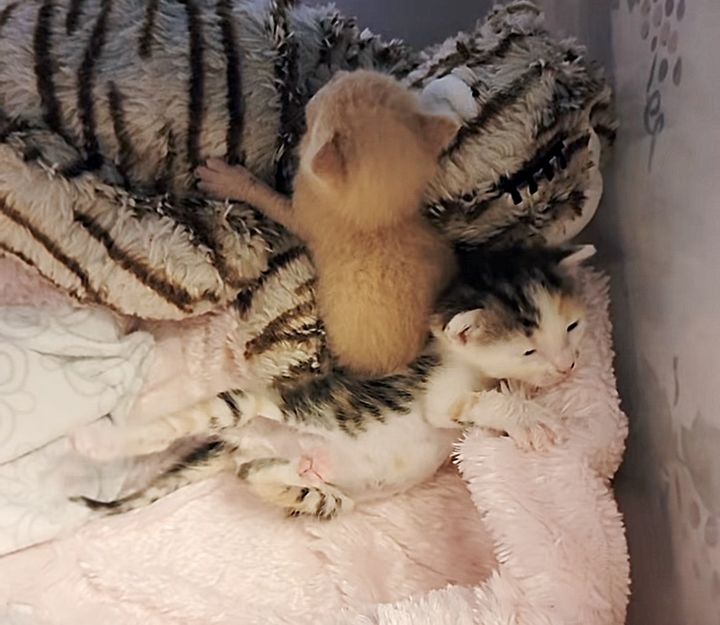 tiny kittens snuggling