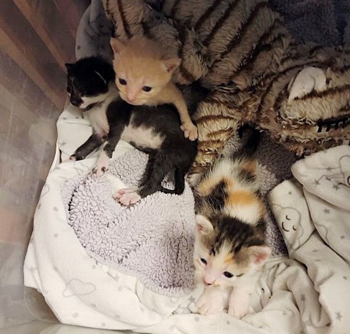 three kittens nest