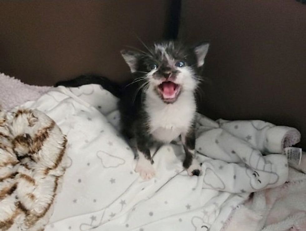 tuxedo chatty kitten