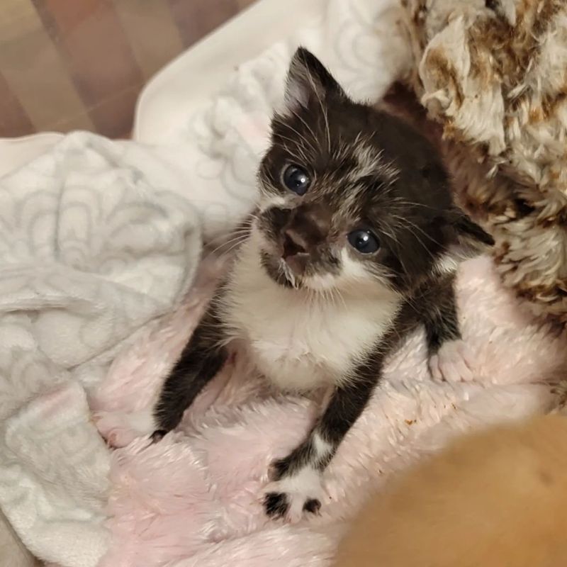 tuxedo kitten rorschach