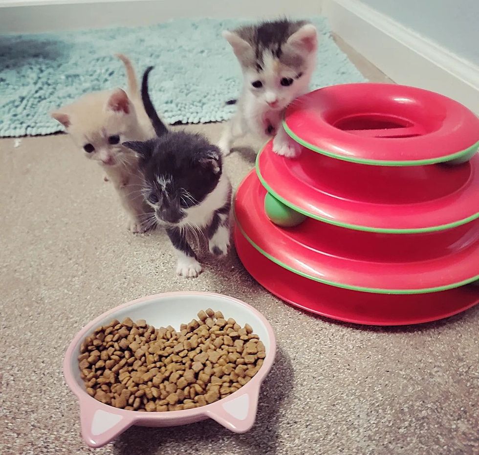 kittens learning to eat