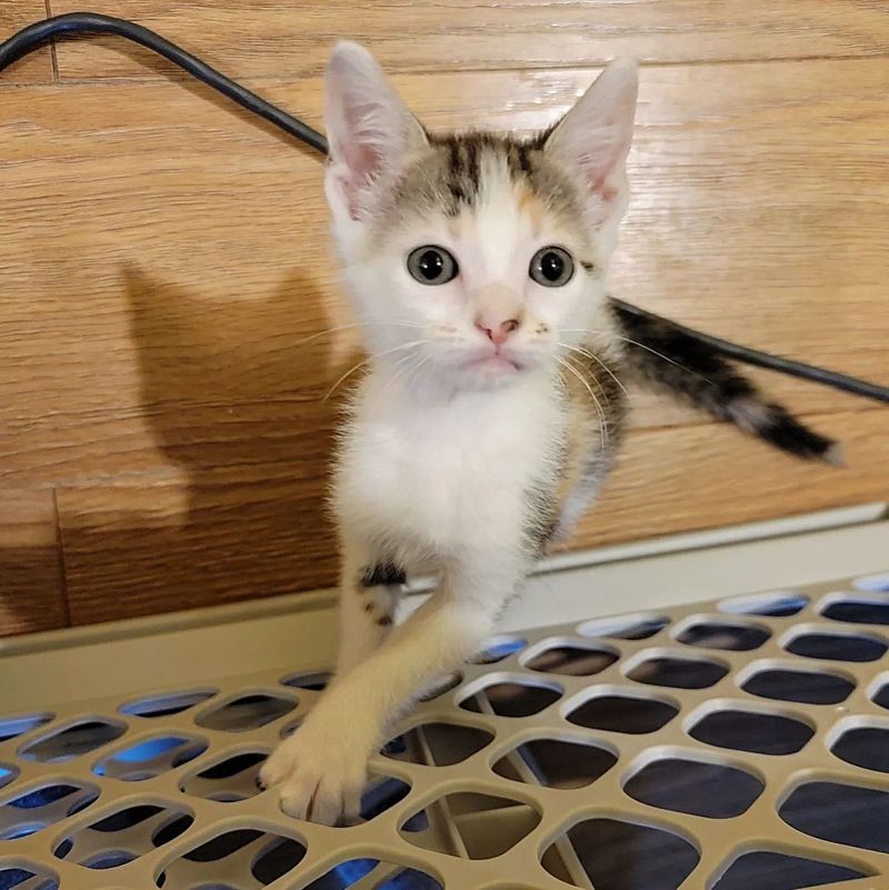 calico kitten sweet