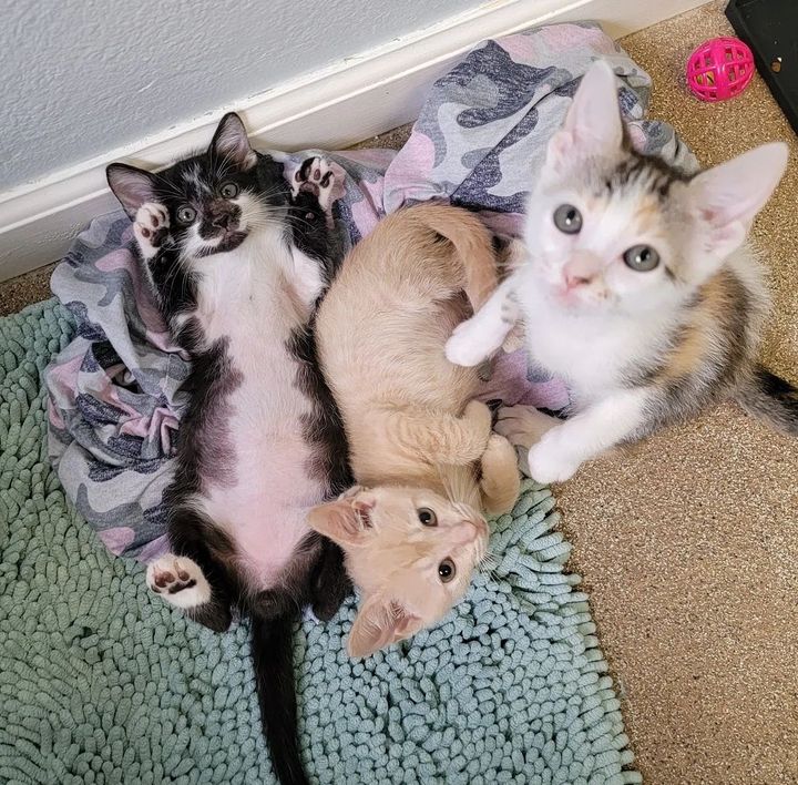 playful fun kittens