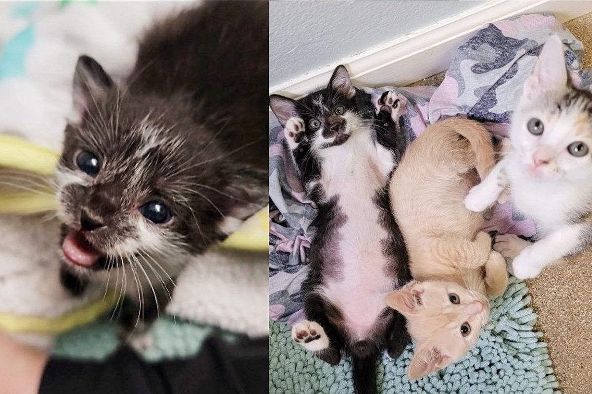 Family Takes in Kitten from a Field, 24 Hours Later They End Up with 2 More Cats from an Attic and a Shed