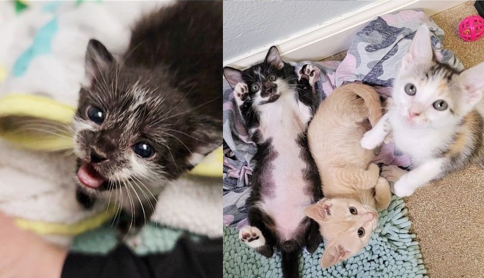 Family Takes in Kitten from a Field‚ 24 Hours Later They End Up with 2 More Cats from an Attic and a Shed