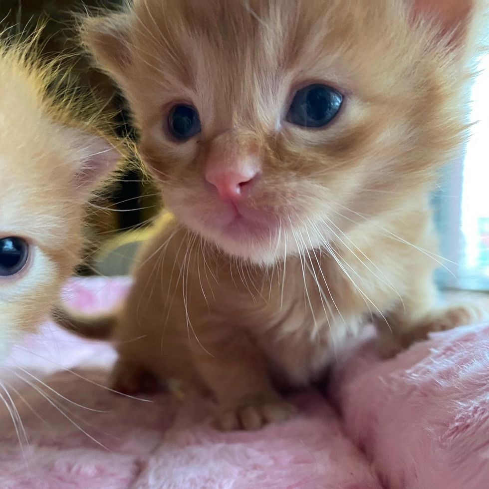 ginger fluffy kittens