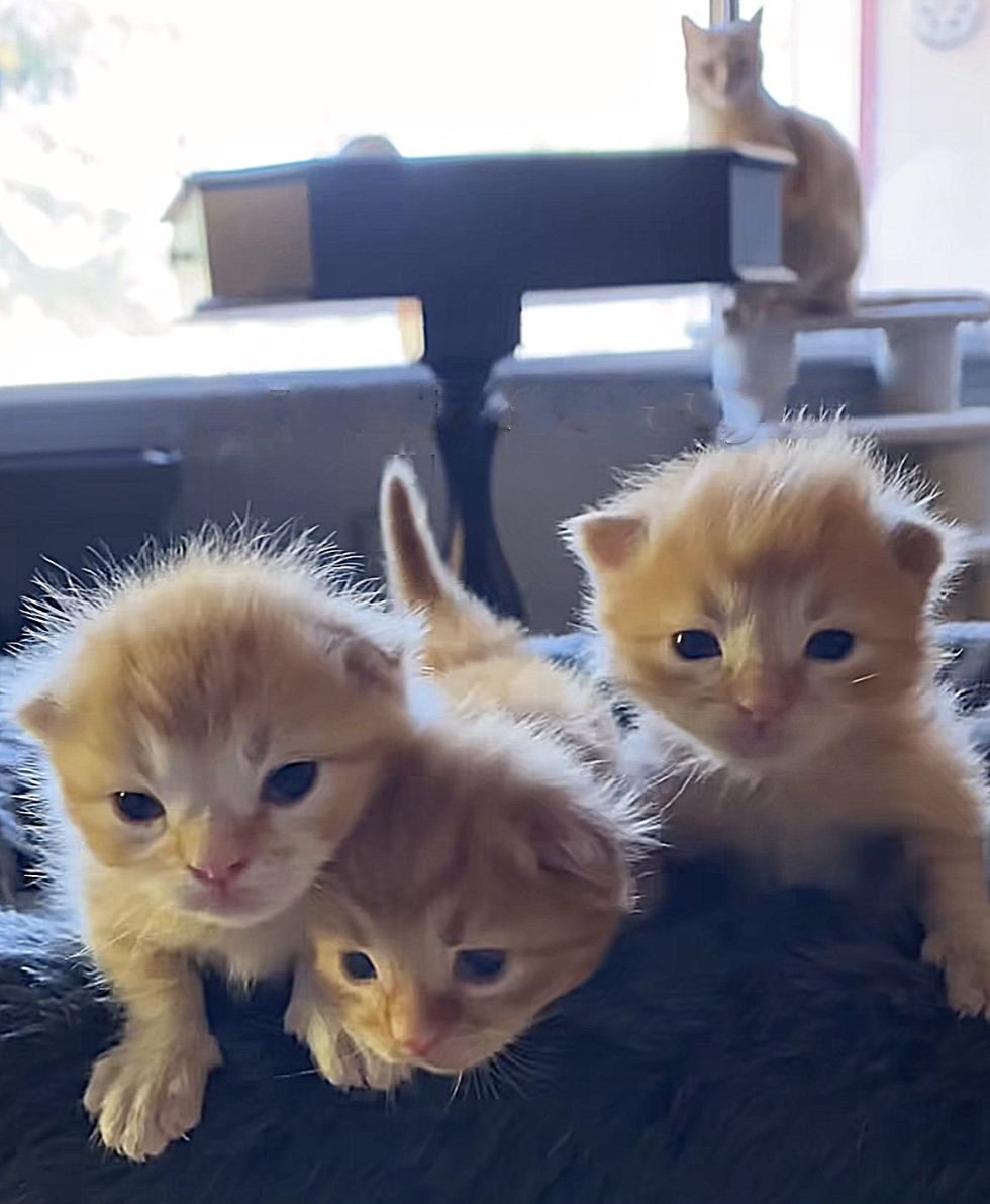 cat kittens ginger