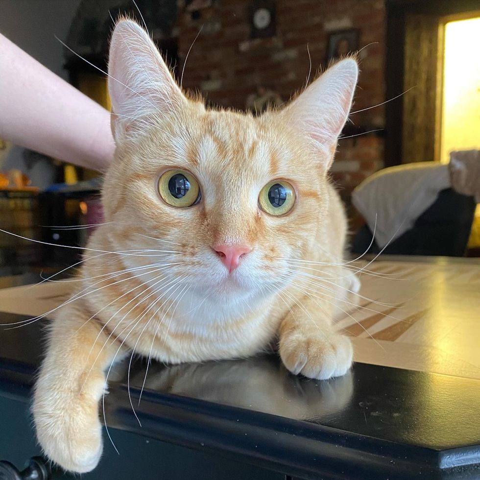 sweet cat ginger