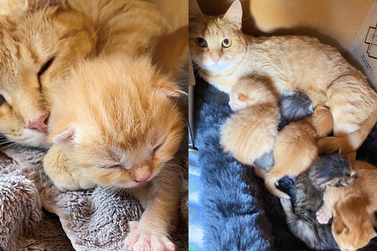 Cat Brought Her Newborn Kittens to Backyard to Hide, the Resident Spotted Them and Helped Change Their Lives