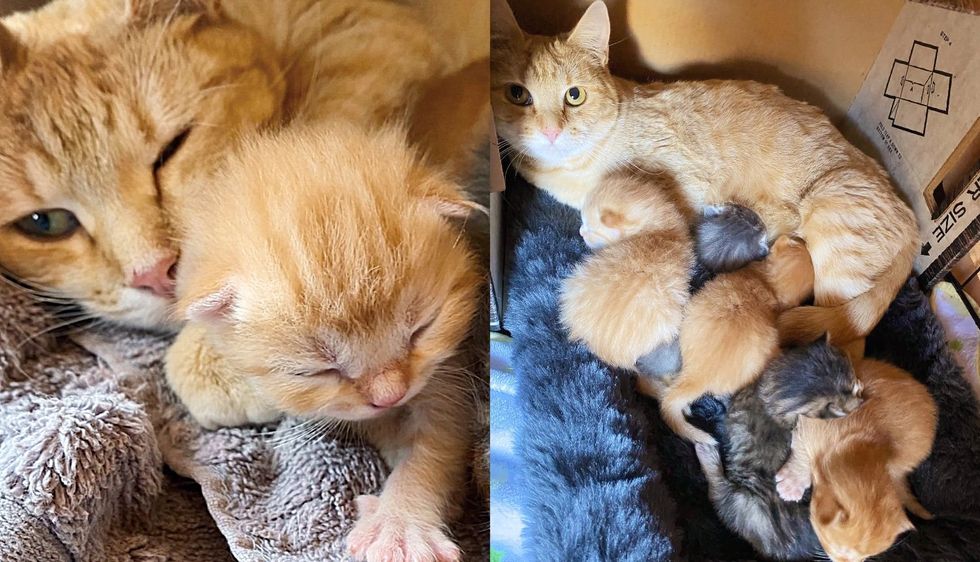 Stray Cat Hides Her Kittens in Someone's Yard Which Turns Out to Be the Perfect Location for Help
