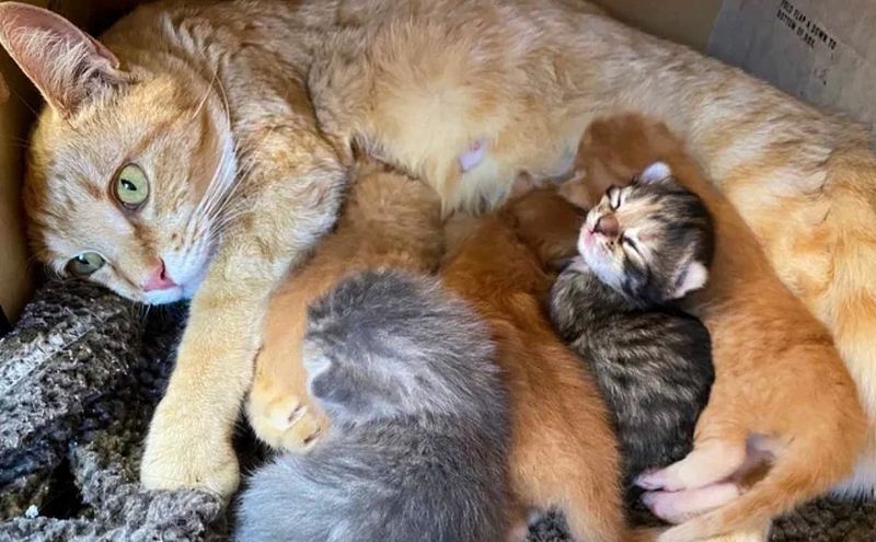 cat mom nursing kittens