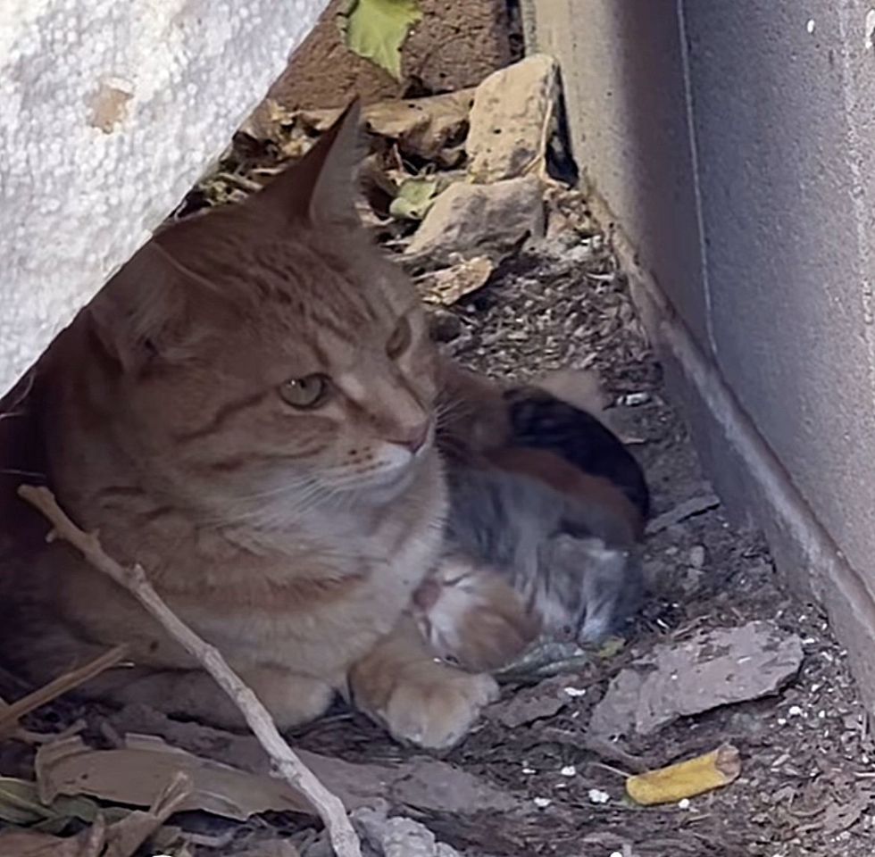 stray cat nursing kittens