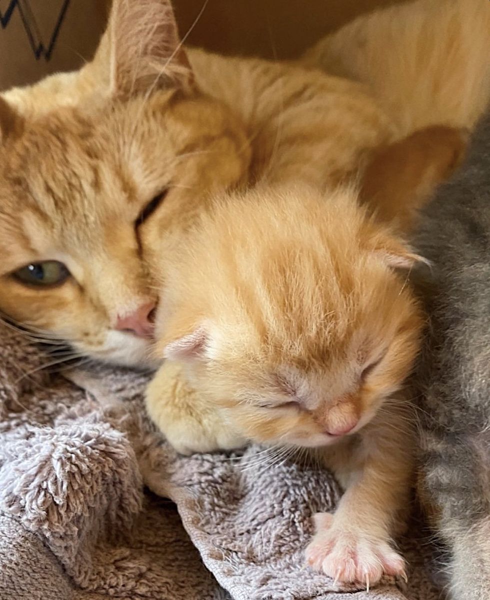 ginger cat mom kitten