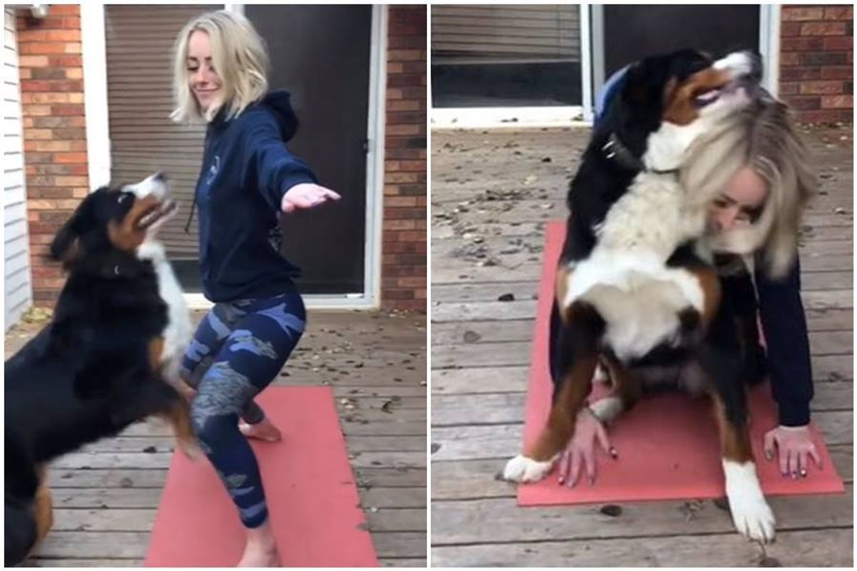 dog yoga, bernese mountain dog, grizzly bane